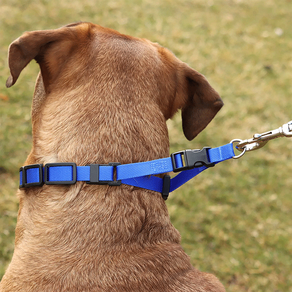 COASTAL Natural Control Training Collar Large Blue