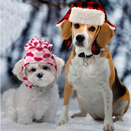 [FP02602] FASHION PET Winter Hats Clip Strip 12pc