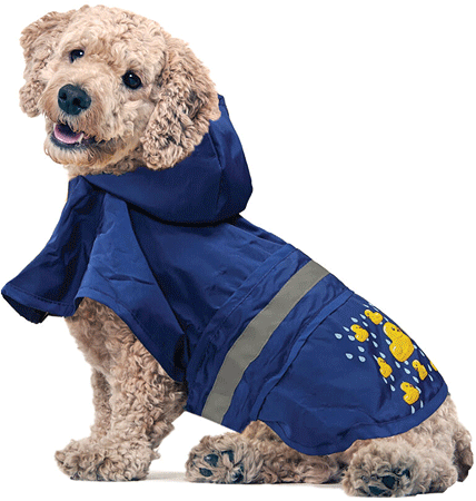 [FP30023 XS] LOOKINGOOD Ducky Raincoat Royal Blue XS