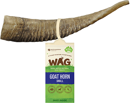 [WAG00422] *WAG Goat Horn S 6-8"