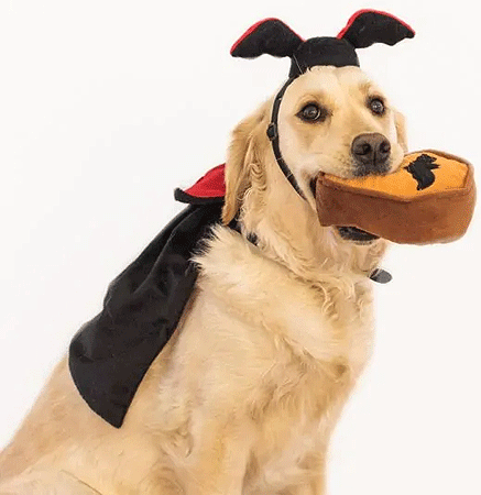 [ZPH01775] ZIPPY PAWS Halloween Costume Kit Dracula