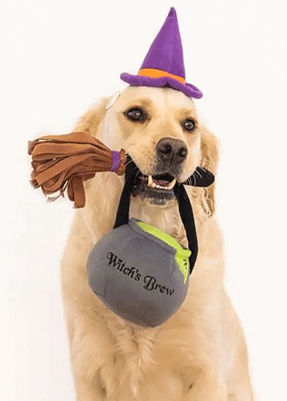 [ZPH01776] ZIPPY PAWS Halloween Costume Kit Witch