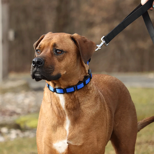 COASTAL Natural Control Training Collar Small Red