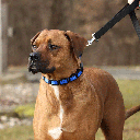 COASTAL Natural Control Training Collar Small Red