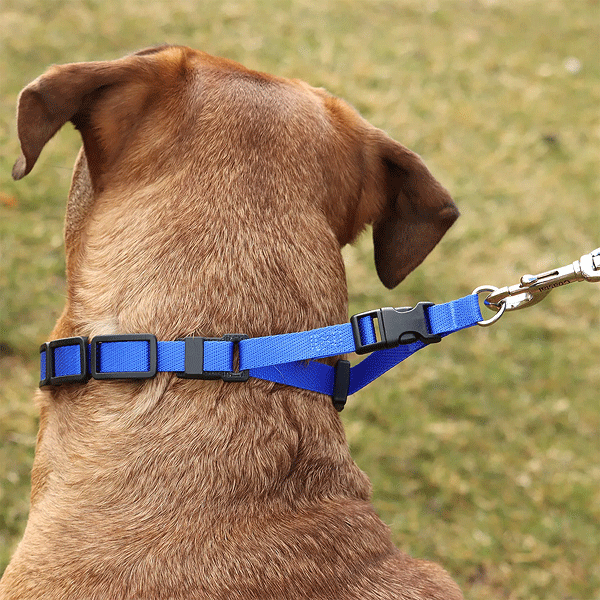 COASTAL Natural Control Training Collar Small Red