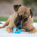 JOLLYPET Flex-n-Chew Squarble Medium 2.5"