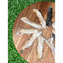 FUREVER PRIMAL Rabbit Feet 6ct Bag