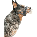 COMPANY OF ANIMALS Baskerville Invisa Muzzle Size 3 Clear