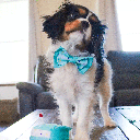 LI'L PALS Birthday Combo 3pk