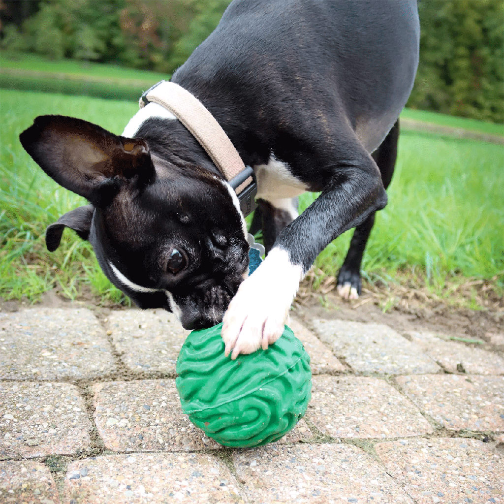 PetKORE™ Luna Ball for Dogs 4"