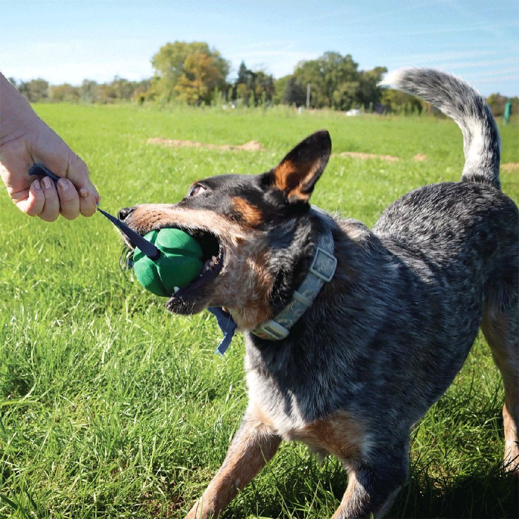 PetKORE™ FloTek Tug for Dogs LCA78004