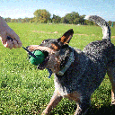 PetKORE™ FloTek Tug for Dogs LCA78004