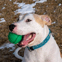 COASTAL PetKORE™ FloTek Ball for Dogs L