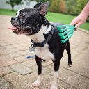 PetKORE™ GroomRaker for Dogs S