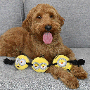 MULTIPET Minions Rope Tug 17"