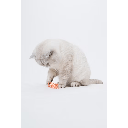 PETSPORT Cat Springs Large 2.25" 8pk
