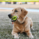 PETSPORT Tuff Balls 2.5" 2pk