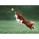 PETSPORT Giant Fling Thing 14" Rope w/4" Tuff Ball