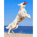 PETSPORT 60010 Tuff Disk 9"