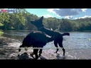 RUFF DAWG Ball XL