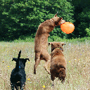 RUFF DAWG K9 Flyer    