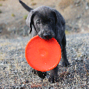RUFF DAWG K9 Junior Flyer