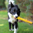 RUFF DAWG Stick
