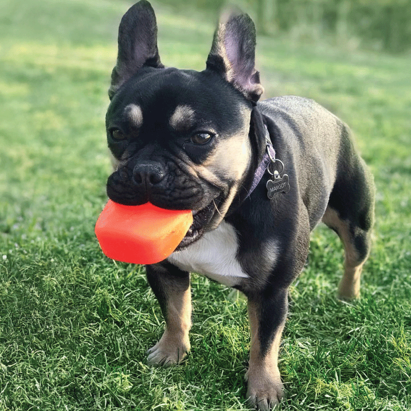 RUFF DAWG Rock