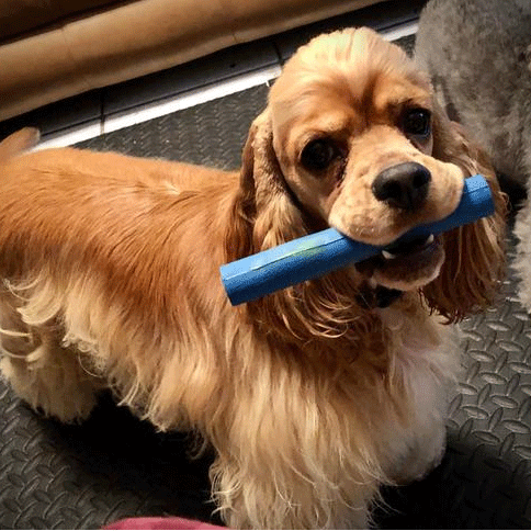 RUFF DAWG Twig