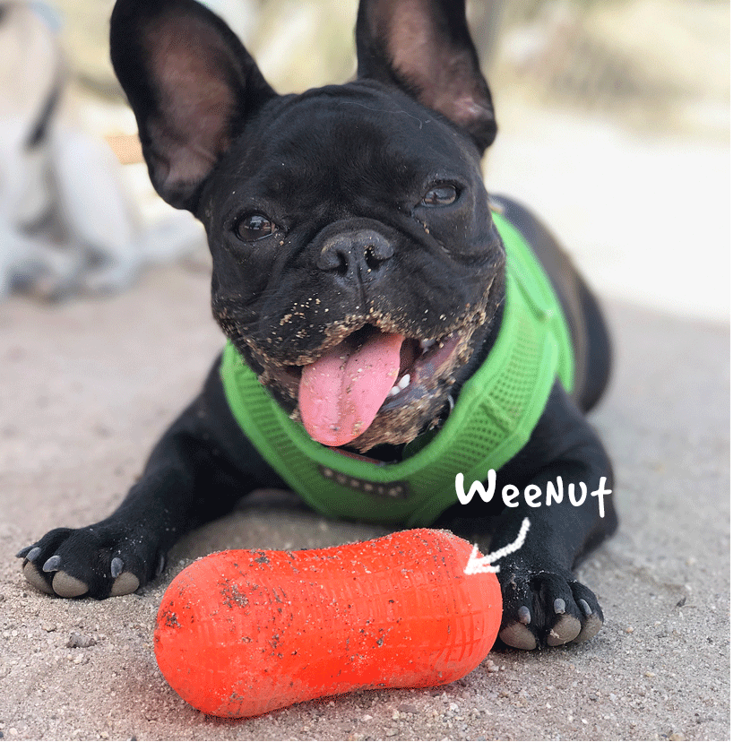 RUFF DAWG Weenut