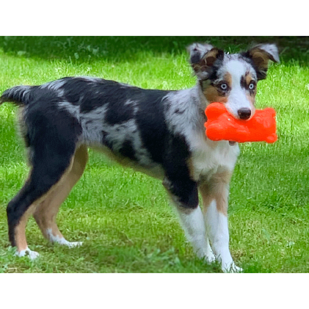 RUFF DAWG Gummy Bear