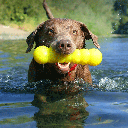 RUFF DAWG Dawg Buster