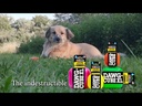 RUFF DAWG Dawg Cube