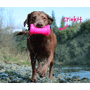 RUFF DAWG Crinkit