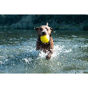 RUFF DAWG Ball XXL
