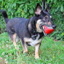 RUFF DAWG Dawg-Hart Red