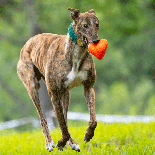 RUFF DAWG Dawg Hart XL Red