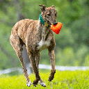 RUFF DAWG Dawg Hart XL Red