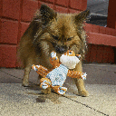 KONG Floppy Knots Fox S/M