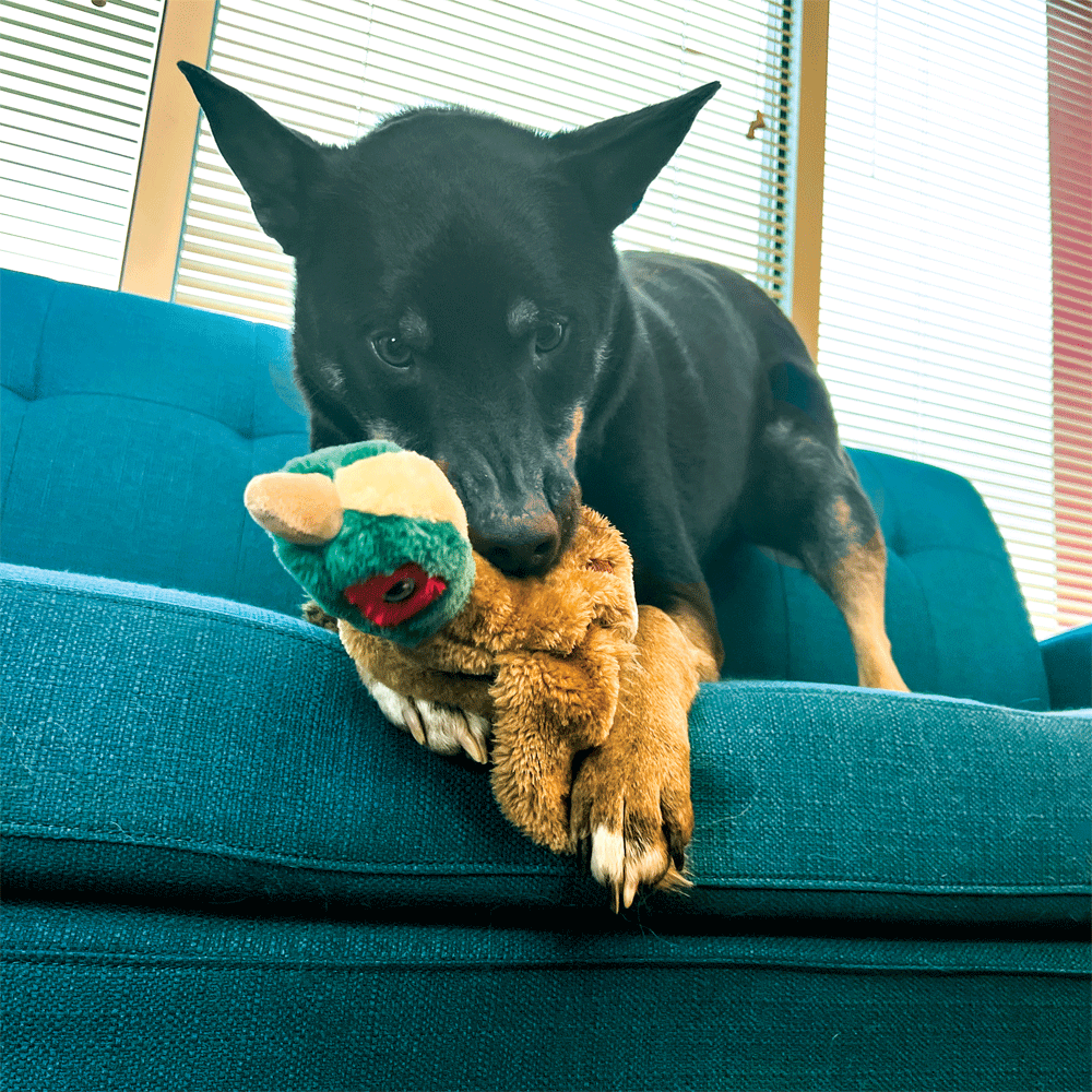KONG Wild Low Stuff Pheasant M