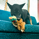 KONG Wild Low Stuff Pheasant M
