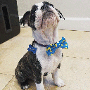 HUXLEY & KENT Bow Tie Lucky Ducky S