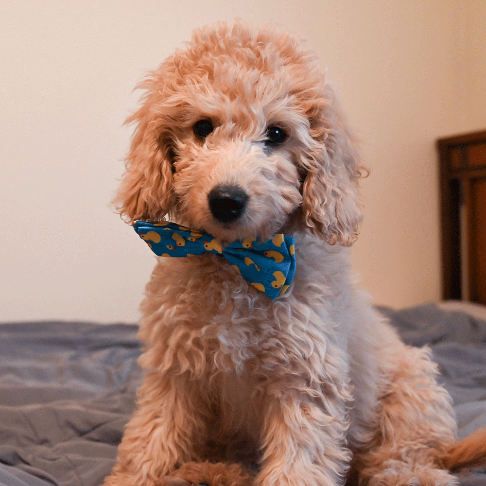 HUXLEY & KENT Bow Tie Lucky Ducky L
