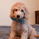 HUXLEY & KENT Bow Tie Lucky Ducky L