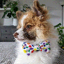 HUXLEY & KENT Bow Tie Happy Bark Day L