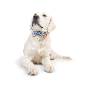 HUXLEY & KENT Bow Tie Happy Got Me Day S