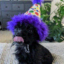 HUXLEY & KENT Party Hat Happy Barkday L