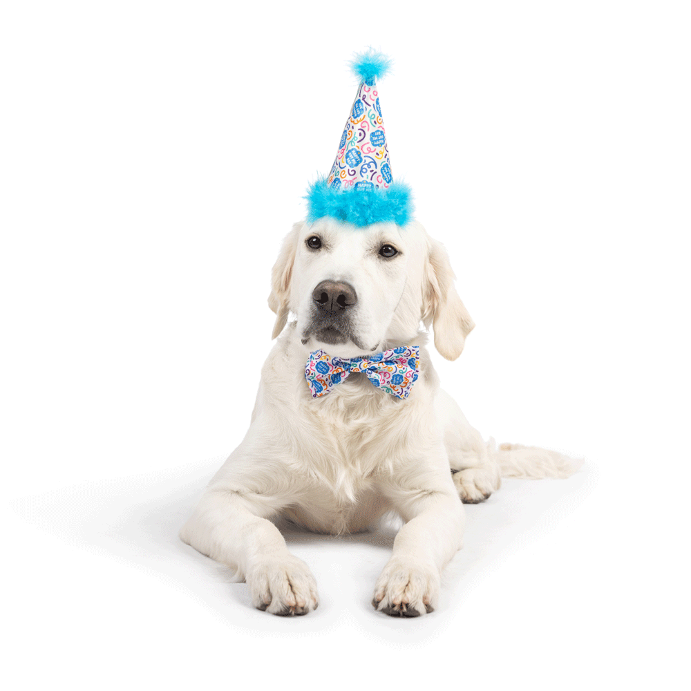 HUXLEY & KENT Party Hat Happy Got Me Day L