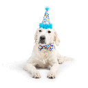 HUXLEY & KENT Party Hat Happy Got Me Day L