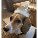 HUXLEY & KENT Party Crown Gold L